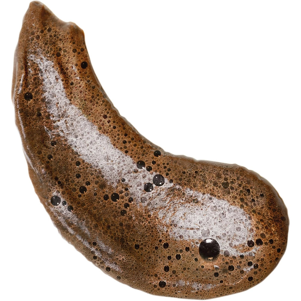 Bali Bronzing Foam (Dark)