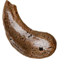 Bali Bronzing Kit (Dark)