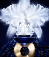 Guerlain Orchidee Imperiale Cream