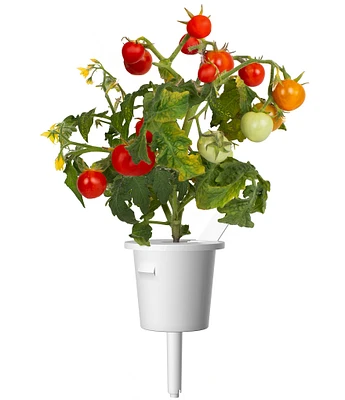 Click and Grow Mini Tomatoes Plant Pods, 9-Pack