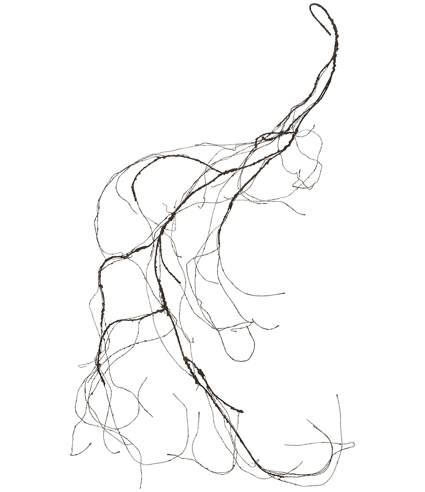Mark Roberts Dried 5.3 ft. Vine, Set of 6