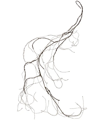 Mark Roberts Dried 5.3 ft. Vine, Set of 6