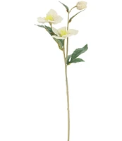 Mark Roberts Helleborusspp Floral, Boxed Set of 12