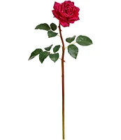 Mark Roberts Prize Rose, Boxed Set of 12