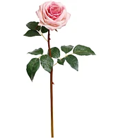 Mark Roberts Prize Rose, Boxed Set of 12