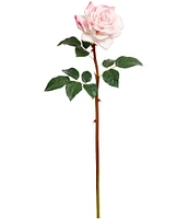 Mark Roberts Prize Rose, Boxed Set of 12