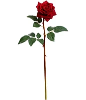 Mark Roberts Prize Rose, Boxed Set of 12