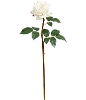 Mark Roberts Prize Rose, Boxed Set of 12