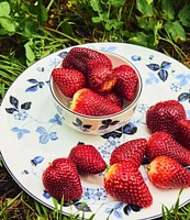Wedgwood Wild Strawberry Inky Blue Bowl