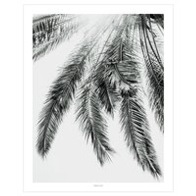 Palm Branches Photography Print, 16" X 20"