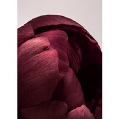 PEONIA 01 ART PRINT 8X10