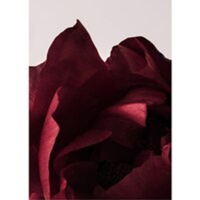PEONIA 03 ART PRINT 8X10