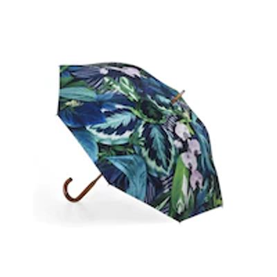 Rain Maple, Botanica