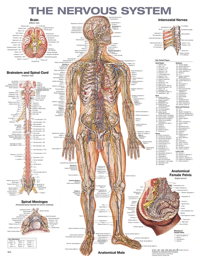 The Nervous System Anatomical Chart by Anatomical Chart Anatomical Chart Com, Paperback | Indigo Chapters