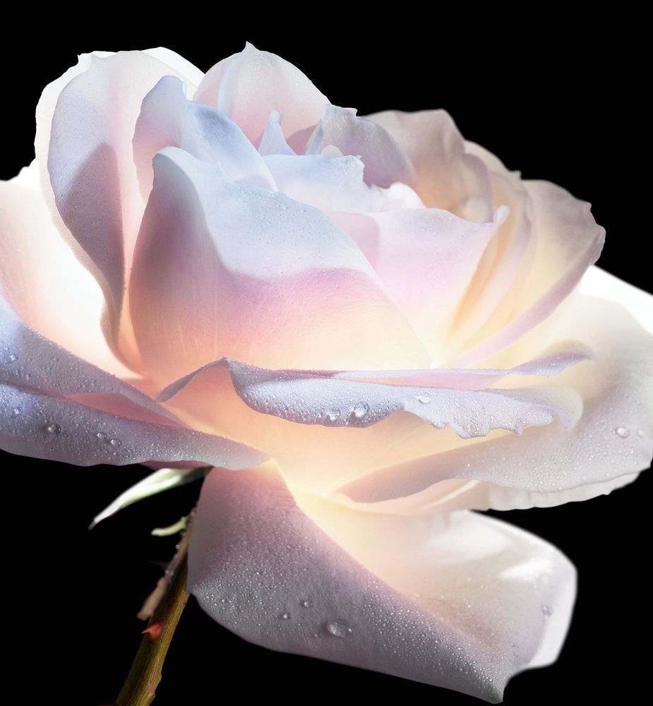 Dior Prestige Le Micro-Sérum de Rose Yeux Advanced