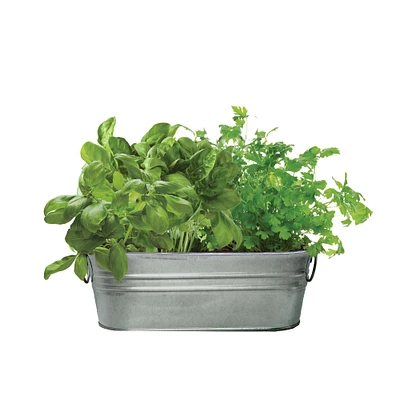 herb grow kit with galvanized pot - cucumber & lavender