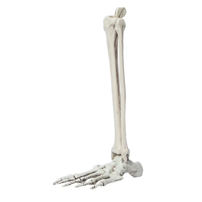 halloween bones skull