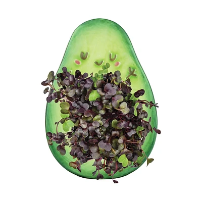organic microgreens grow kit w/ avocado pot