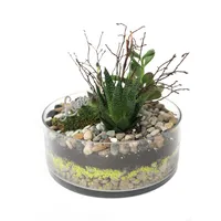 Round Terrarium