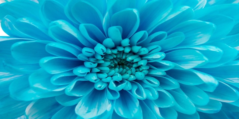 Amanda Raynold - Blue Chrysanthemum