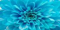 Amanda Raynold - Blue Chrysanthemum