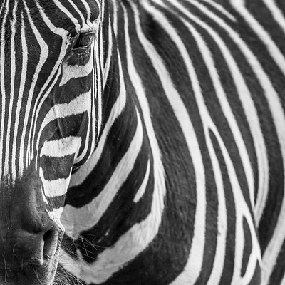 Rogelio Tybalt - Zebra Face
