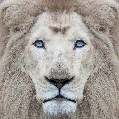 Clemen Kustas - White Lion With Blue Eyes Portrait