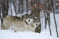 Carina Siegbert - Timber Wolves Winter