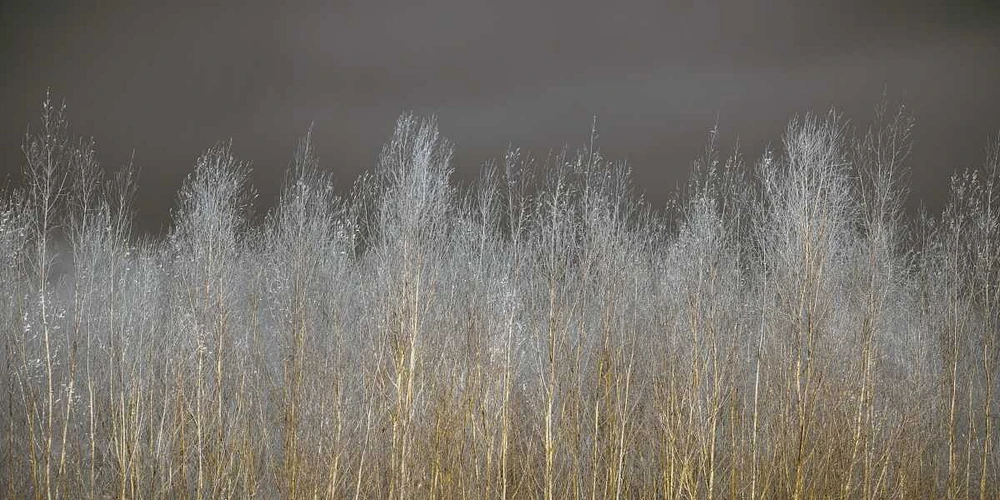 Assaf Frank - Silver Forest