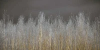 Assaf Frank - Silver Forest