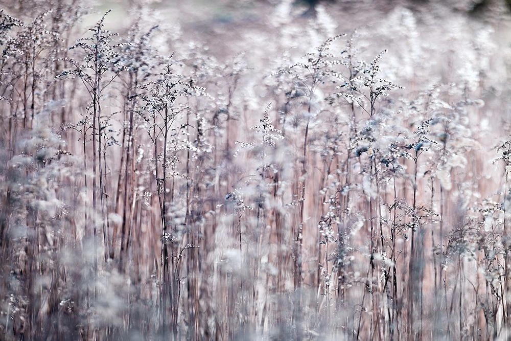 Assaf Frank - Cotton Tops