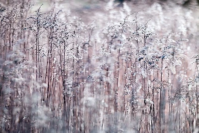 Assaf Frank  - Cotton Tops