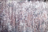 Assaf Frank  - Cotton Tops