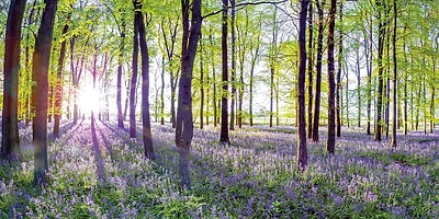 Assaf Frank  - Bluebells and Sunrise