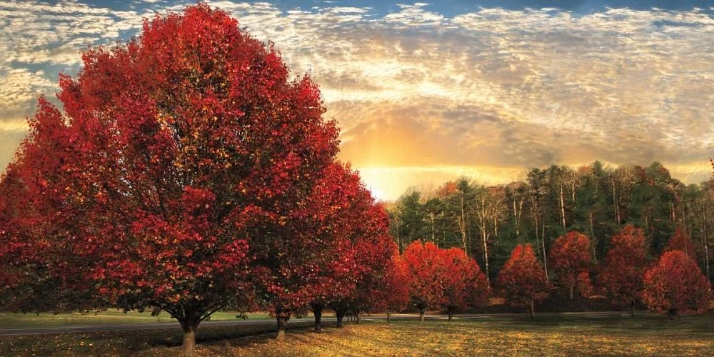 Celebrate Life Gallery - Crimson Trees