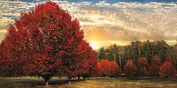 Celebrate Life Gallery - Crimson Trees