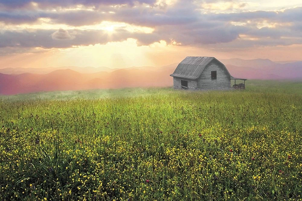 Celebrate Life Gallery - Morning Has Broken