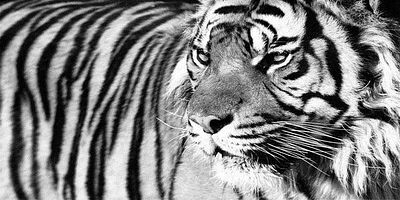 Xavier Ortega - Tiger Eyes