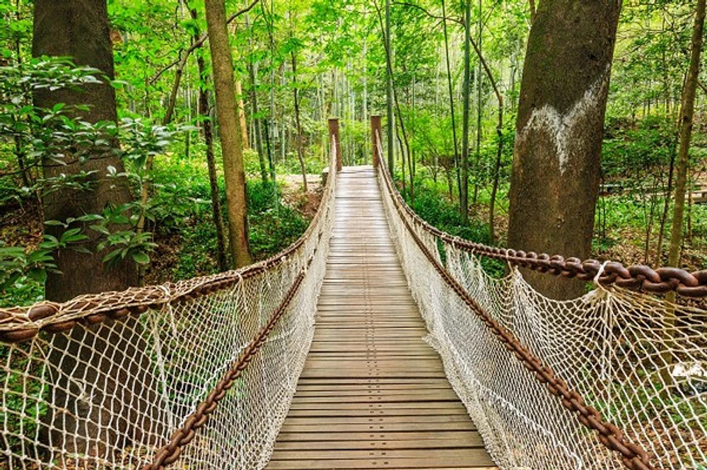 Frank Morse - Suspension Bridge The Quiet Forest