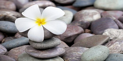 Omar Olavie - White Frangipani On Stack of Rocks