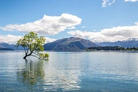 The Wanaka Tree - New Zealand