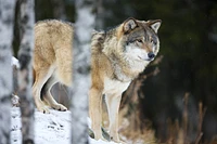 Carina Siegbert - Wolf Standing The Snow