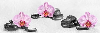 Omar Olavie - Pink Orchids and Zen Stone