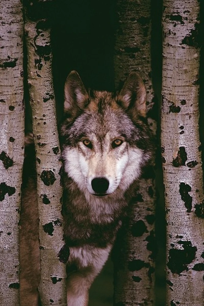 Wolf  