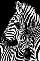 Zebra Love  