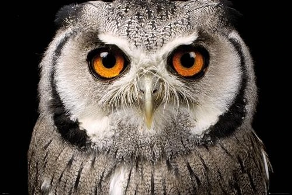 Owl Face  