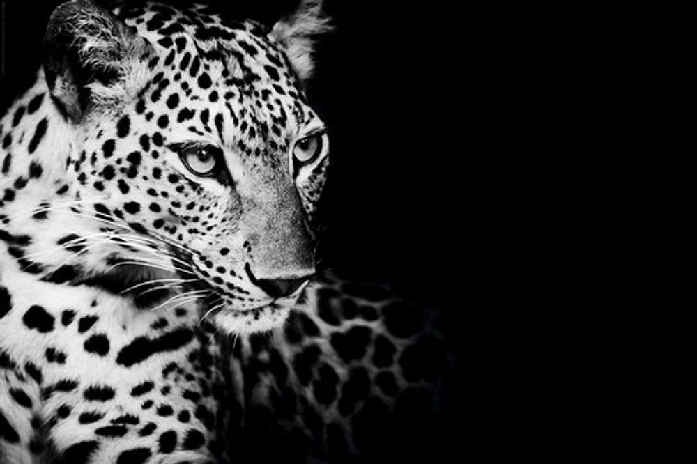 Kings Of Nature - Leopard