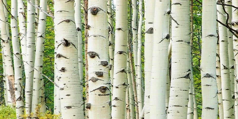 Idan Myrddin - Aspen Trunks Fall