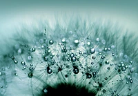 Torhild Adrijana - Water Drops on Dandelion