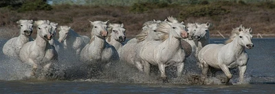 Jocelyn Borivoj - Horses Running